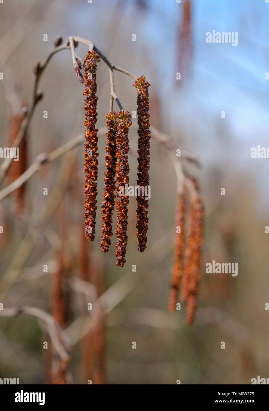 Blütenstand der Graue Erle (Alnus Incana), Naturschutzgebiet Isarauen, Oberbayern, Bayern, Deutschland Stockfoto