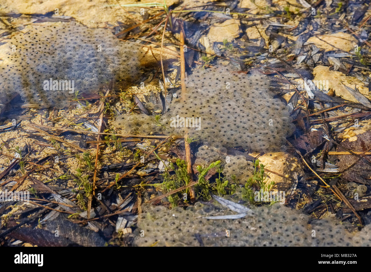 Frogspawn der Grasfrosch (Rana temporaria) in den Teich, Bayern, Deutschland Stockfoto