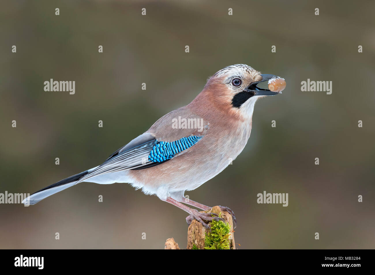 Eurasischen Eichelhäher (Garrulus glandarius) sitzt auf einem Baumstumpf mit einer Eichel in seinem Schnabel, Tirol, Österreich Stockfoto