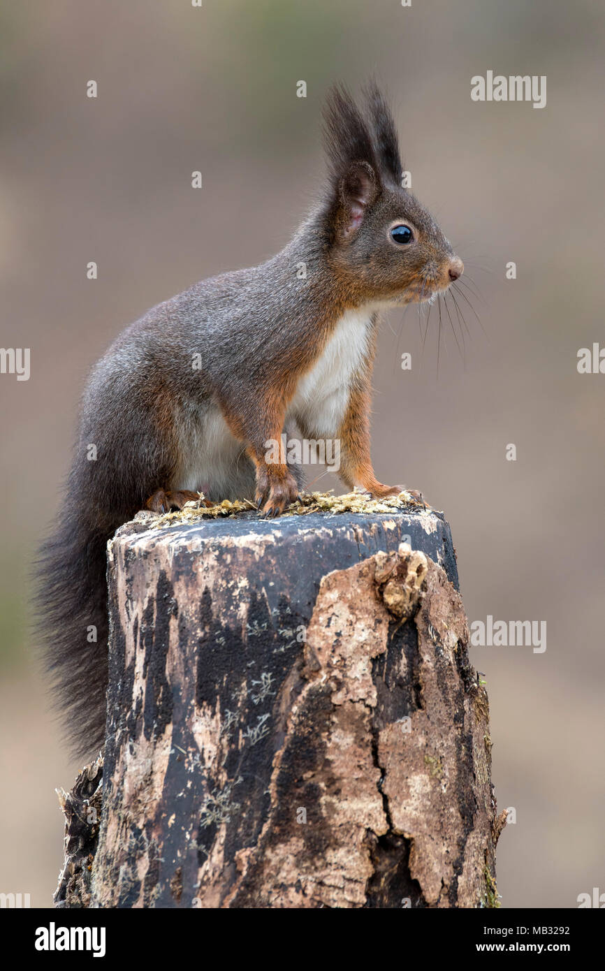 Eurasischen Eichhörnchen (Sciurus vulgaris) sitzt aufmerksam auf Baumstumpf, Tirol, Österreich Stockfoto