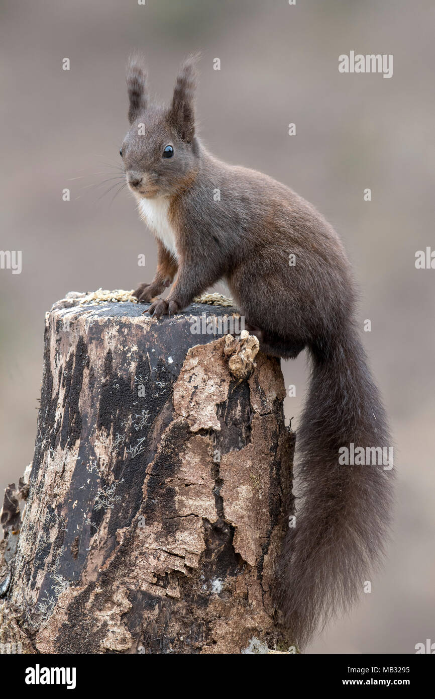 Eurasischen Eichhörnchen (Sciurus vulgaris) sitzt auf einem Baumstumpf, Tirol, Österreich Stockfoto