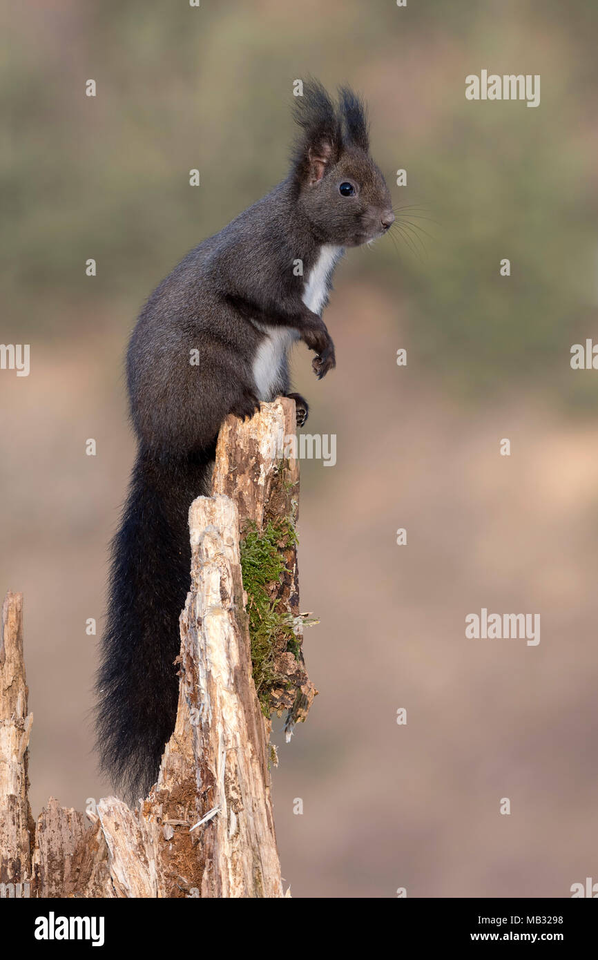 Eurasischen Eichhörnchen (Sciurus vulgaris) sitzt auf einem Baumstumpf, Tirol, Österreich Stockfoto