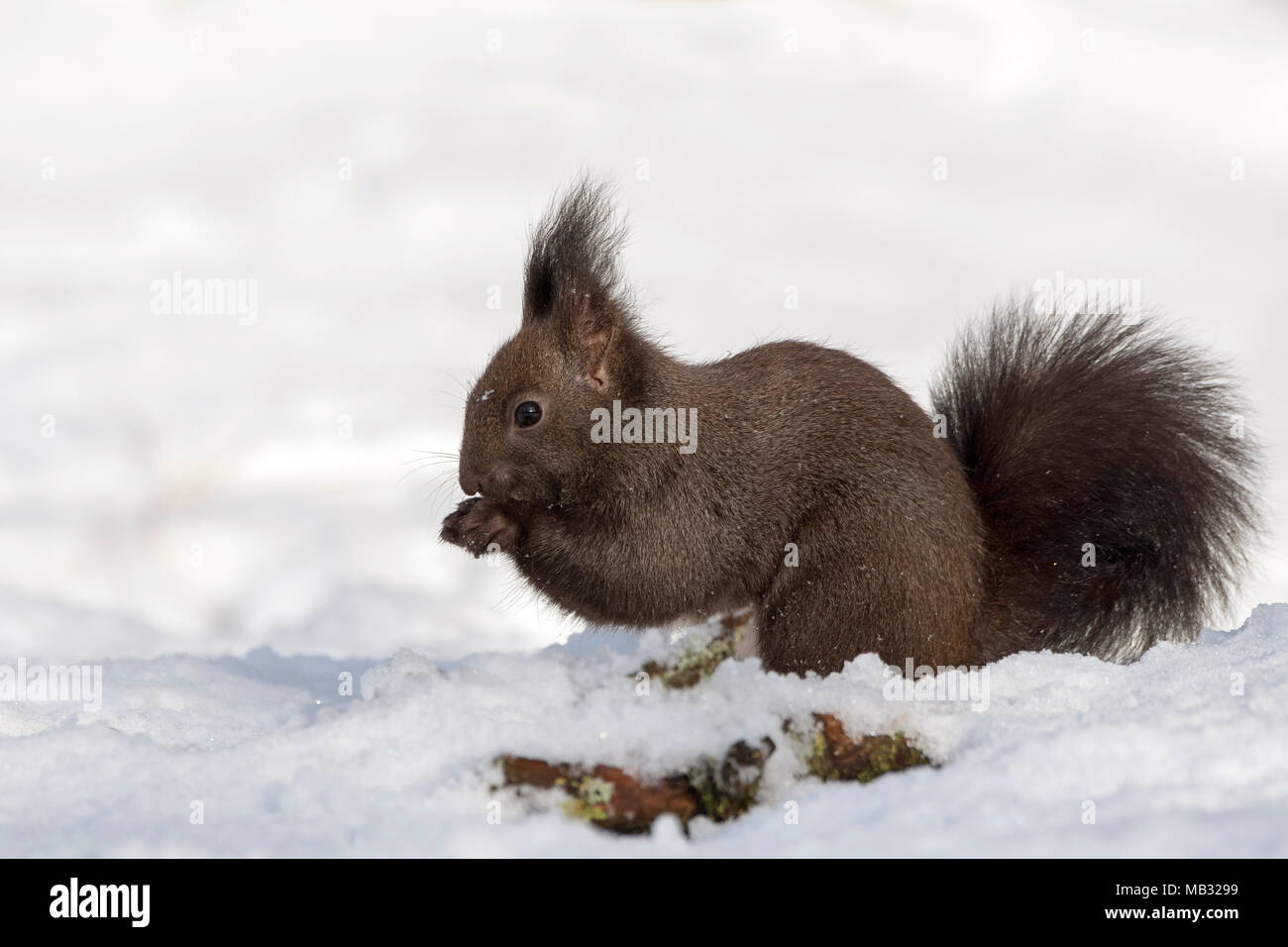 Eurasischen Eichhörnchen (Sciurus vulgaris) sitzt im Schnee und isst, Tirol, Österreich Stockfoto