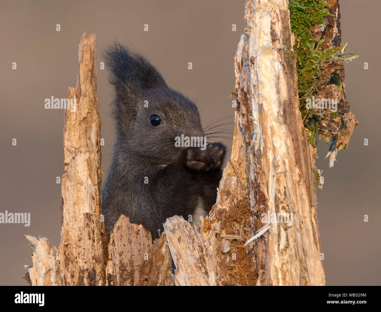 Eurasischen Eichhörnchen (Sciurus vulgaris) sitzt in einem Baumstumpf und isst, Tirol, Österreich Stockfoto