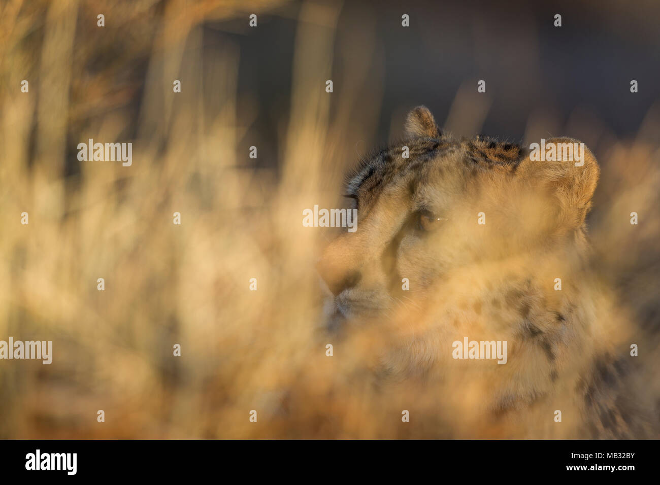 Gepard (Acinonyx Jubatus), Männlich, Ausruhen im hohen Grass, Gefangenschaft, Namibia Stockfoto