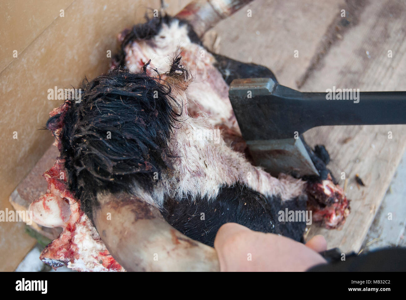 Bäume mit der Axt auf den Kopf der Kuh. Ländliche Dinner für Hunde Stockfoto