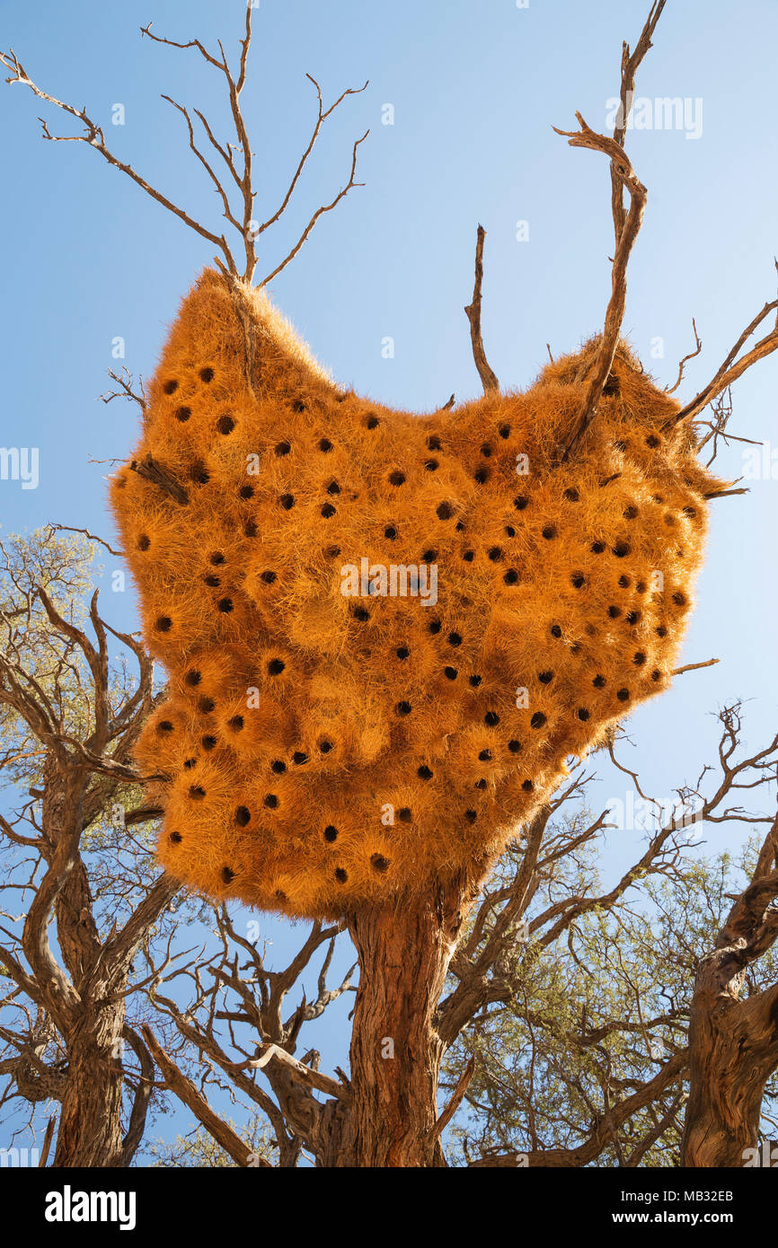 Kommunale Nest der geselligen Weber (Philetairus socius) mit seinen zahlreichen Kammern, in einem Camelthorn Baum (Acacia Erioloba) Stockfoto