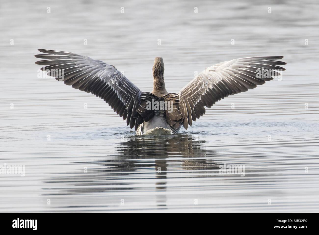 Graugans (Anser anser) im Wasser, Rückansicht, Flügeln, Hessen, Deutschland Stockfoto