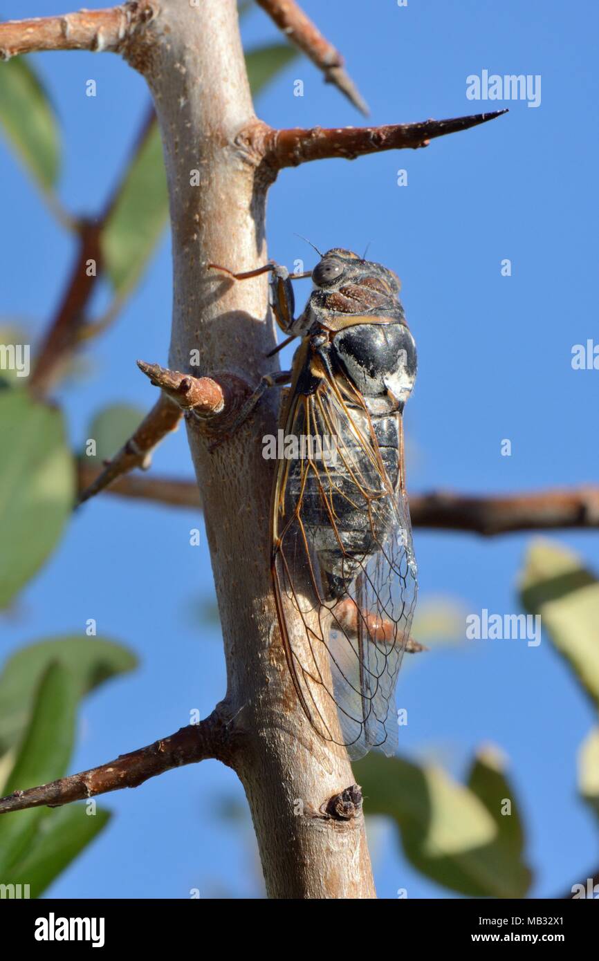 Europäische/Gemeinsame Zikade (Lyristes plebejus) ruhen bei Verkehrskontrollen Buschland auf einem Stacheligen Baum, in der Nähe von Nafplio, Argolis, Peloponnes, Griechenland, Juli. Stockfoto