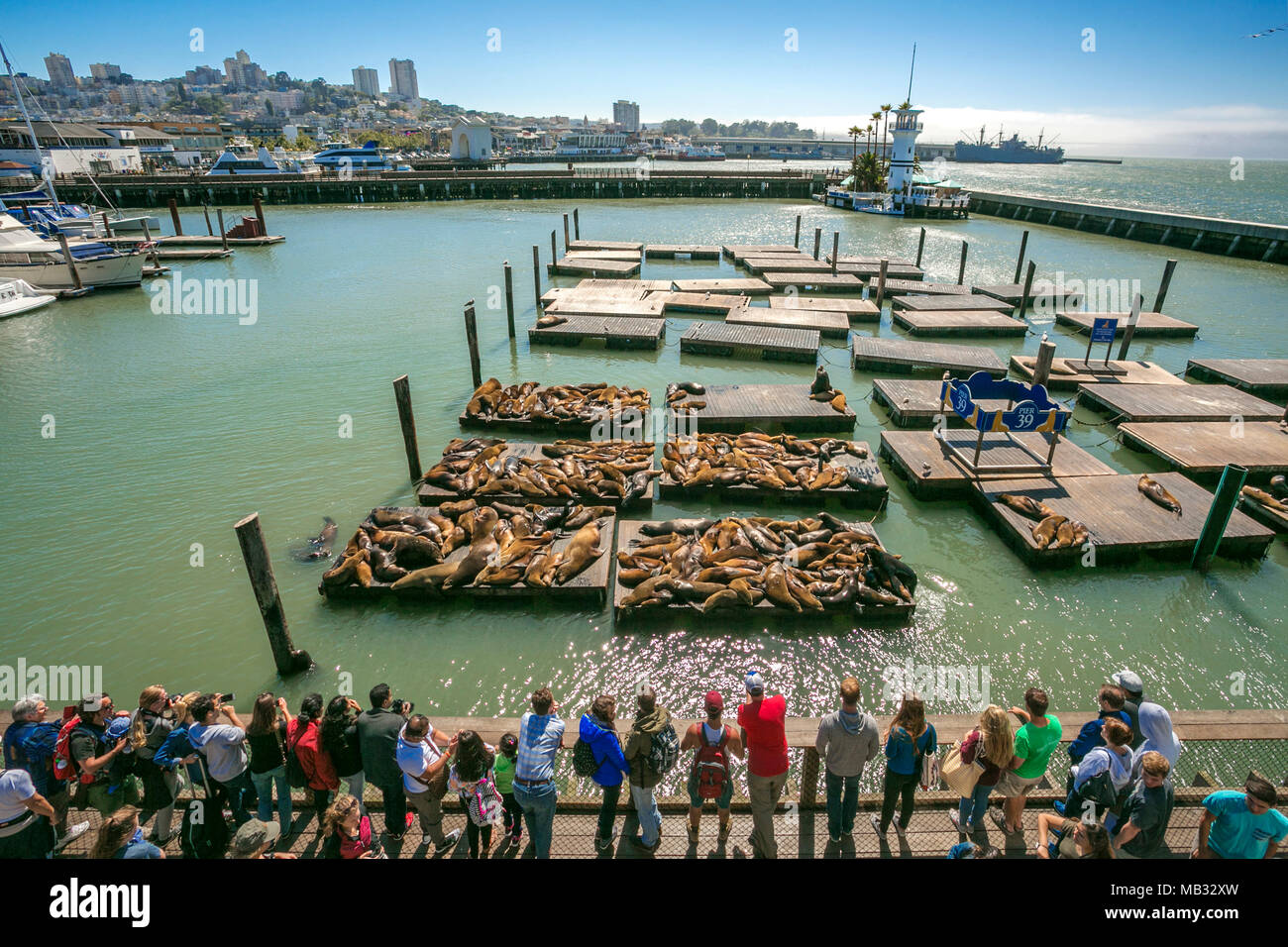Seelöwenkolonie sonnenbaden. Pier 39. Fisherman's Wharf Nachbarschaft. San Francisco. Kalifornien, USA Stockfoto