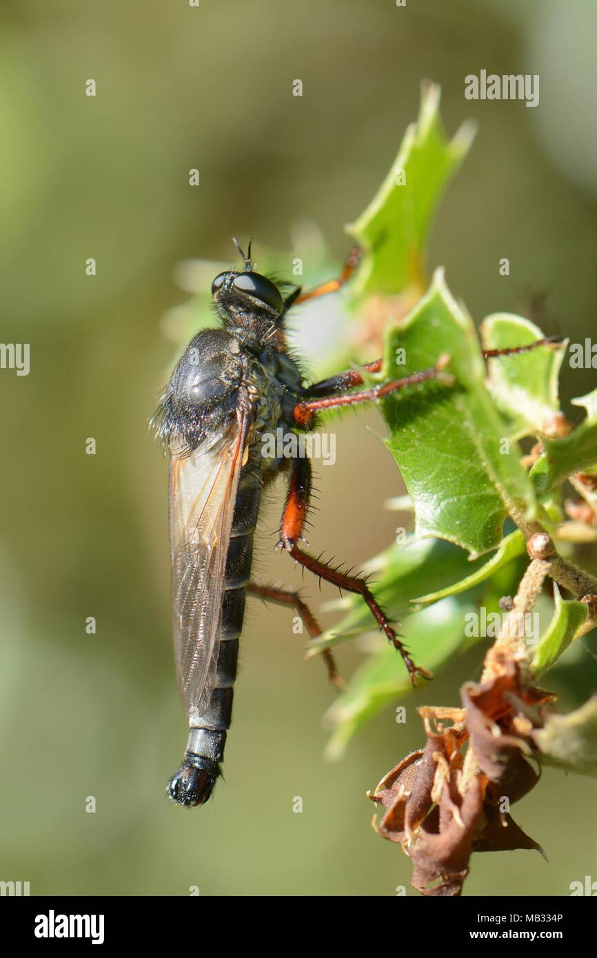 Räuber fliegen (Stenopogon coracinus) Jagd von kermes Oak (Quercus coccifera) Blätter auf einem Maquis Hang, in der Nähe von Nafplio, Argolis, Griechenland. Stockfoto