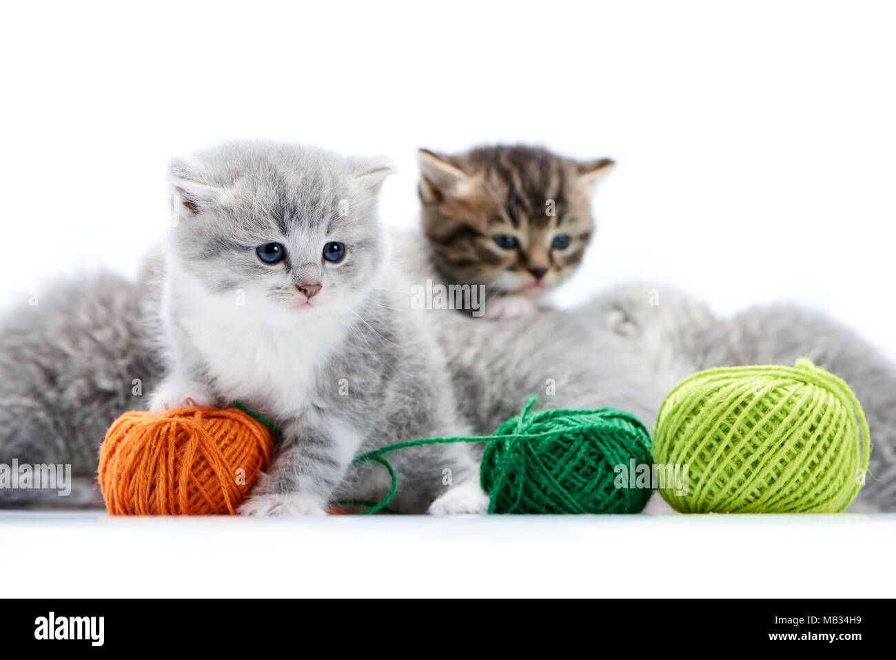 Kleine graue Flauschige niedlichen Kätzchen spielt mit orange Garn Kugel, während andere Kätzchen spielen mit grünen Wolle Kugeln sind in Weiß Foto Studio. Kleine graue liebenswert amüsanten niedlich neugierig Pelz blauen Augen Stockfoto