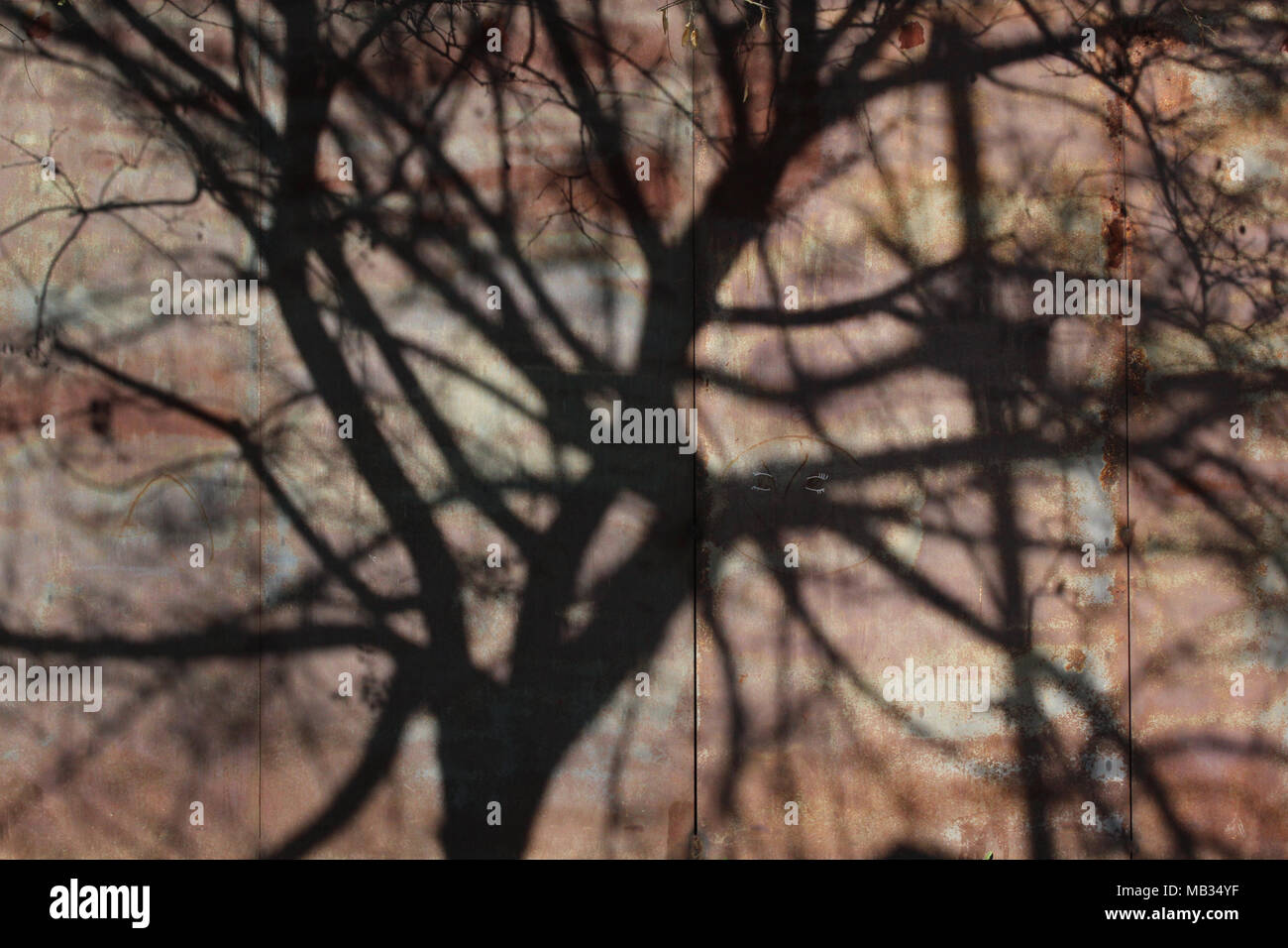 Schatten von einem Baum schmückt Wand Stockfoto