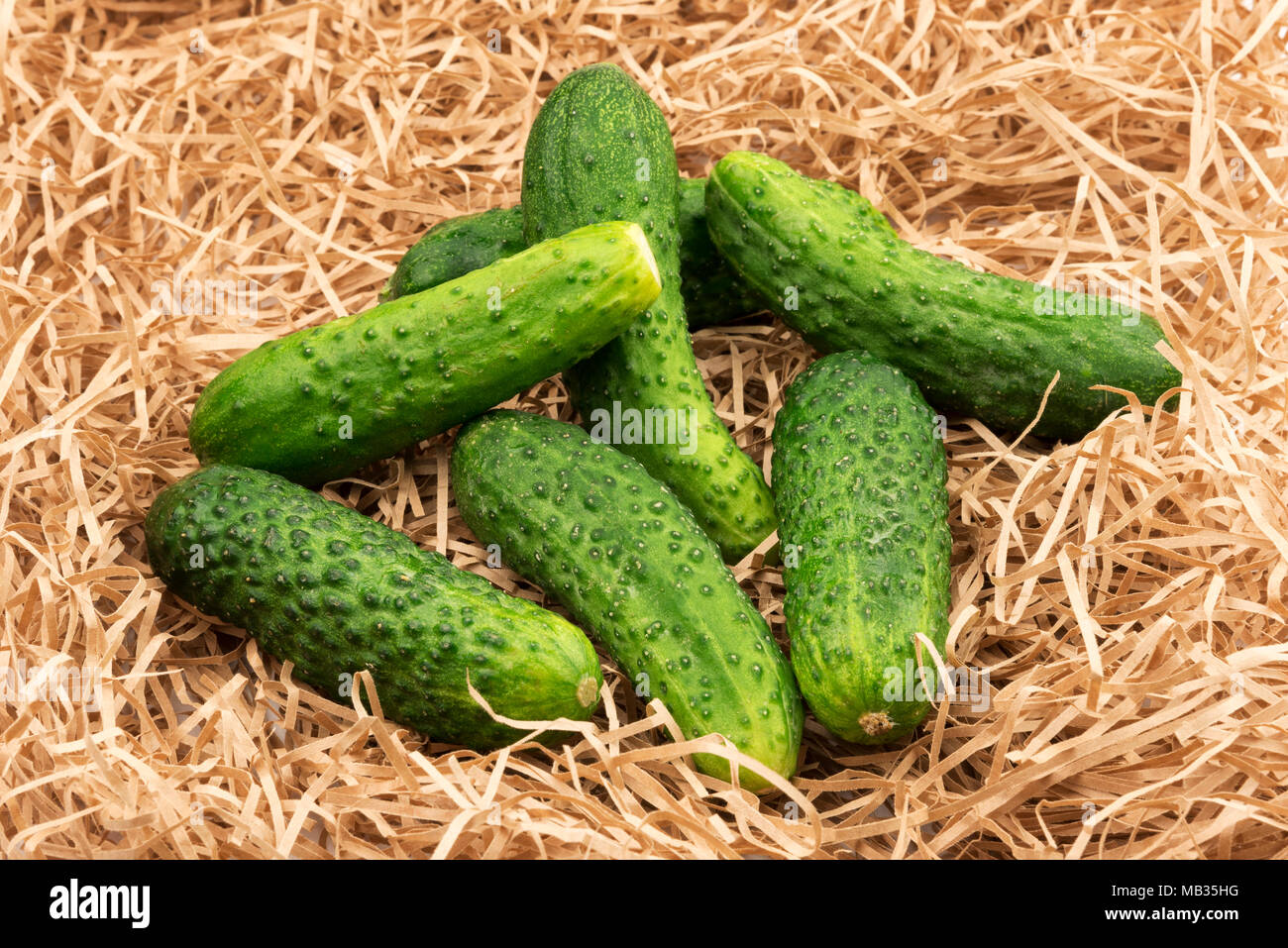 frische-gurke-ernte-gurken-gemuse-auf-einem-heu-stroh-gras-mb35hg.jpg