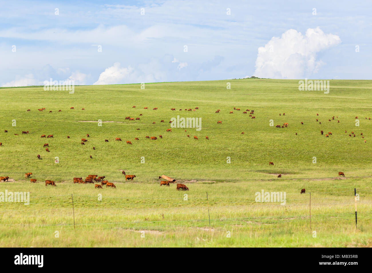 Die rinderzucht Landschaft Dutzende von Rinder über sanfte Hügel, grüne Wiesen zerstreut. Stockfoto