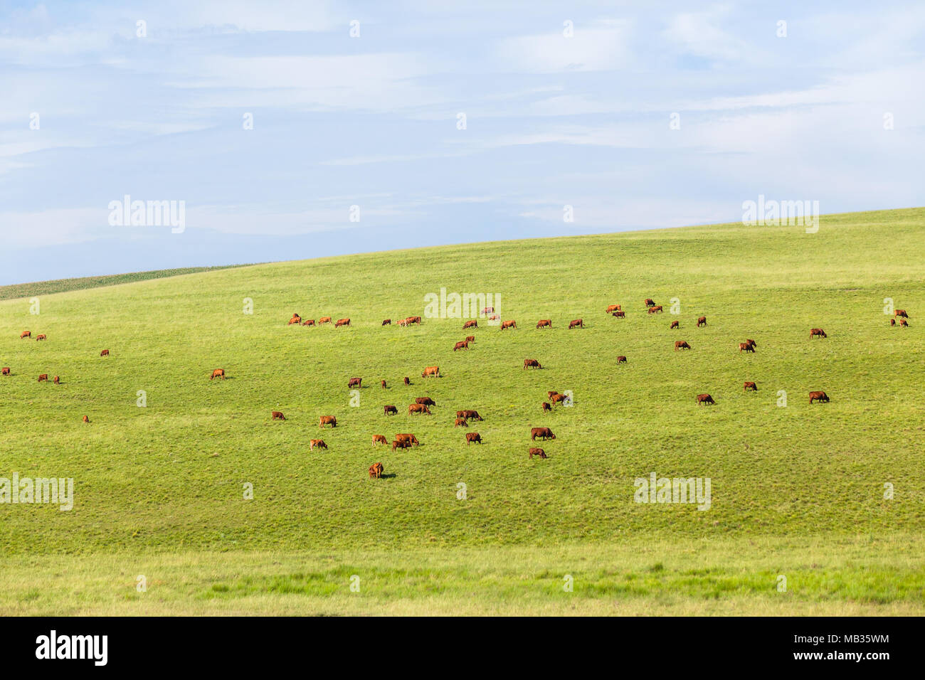 Die rinderzucht Landschaft Dutzende von Rinder über sanfte Hügel, grüne Wiesen zerstreut. Stockfoto