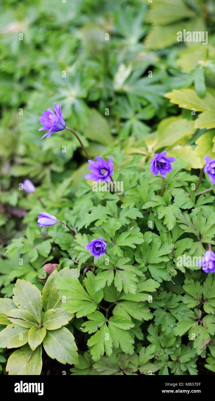 Tief blau-violette Blumen' Anemone blanda 'Aglaja' (Cuneata) Stockfoto