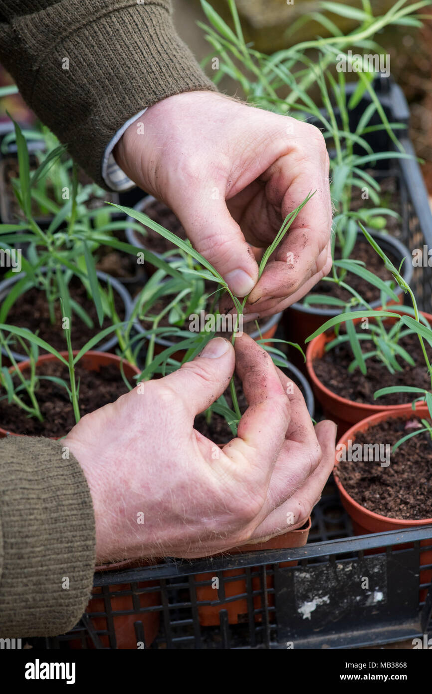 Lathyrus sativus var. "Azureus". Gärtner kneifen, Sweet pea Sämlinge fördert starke Seite - Verzweigung Stockfoto
