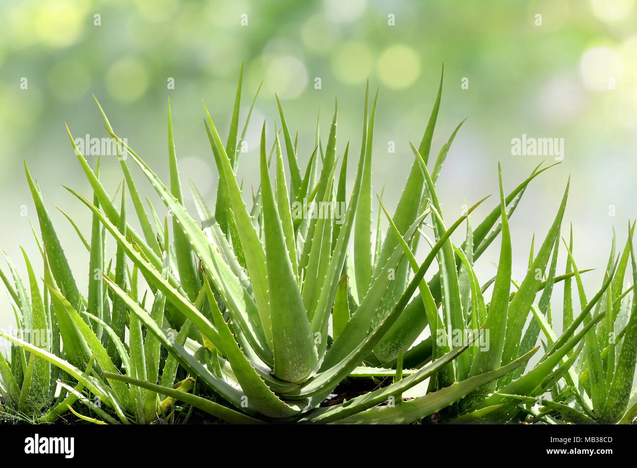 Aloe Vera, frische Bltter der Aloe Vera, die in Hof Garten natrliche  Hintergrund Sonnenlicht bokeh Natur grn Stockfotografie - Alamy
