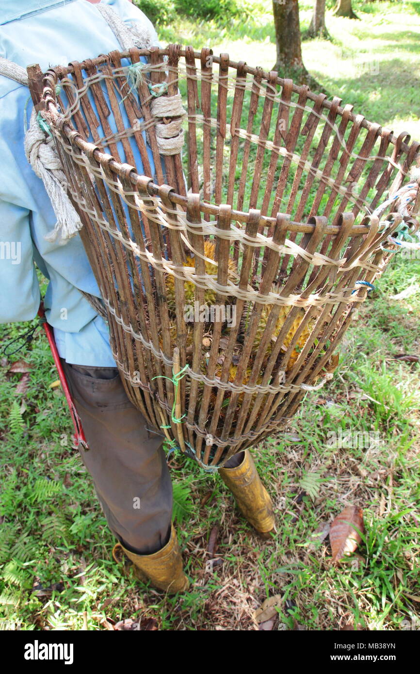 Obst Bauern ernten die gereiften Durian im Obst farm Garten Unterholz mit Rucksack Warenkorb. Reife durian Durian falled vom Baum. Stockfoto