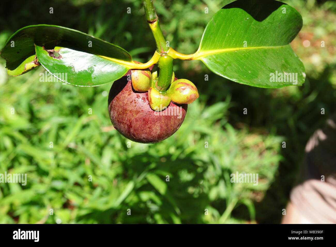 Unreife Lila Mangosteen auf dem Baum. Mangosteen ist eine tropische Frucht in den Regenwaldgebieten in Malaysia. Es fordert außerdem die Königin der Früchte. Stockfoto