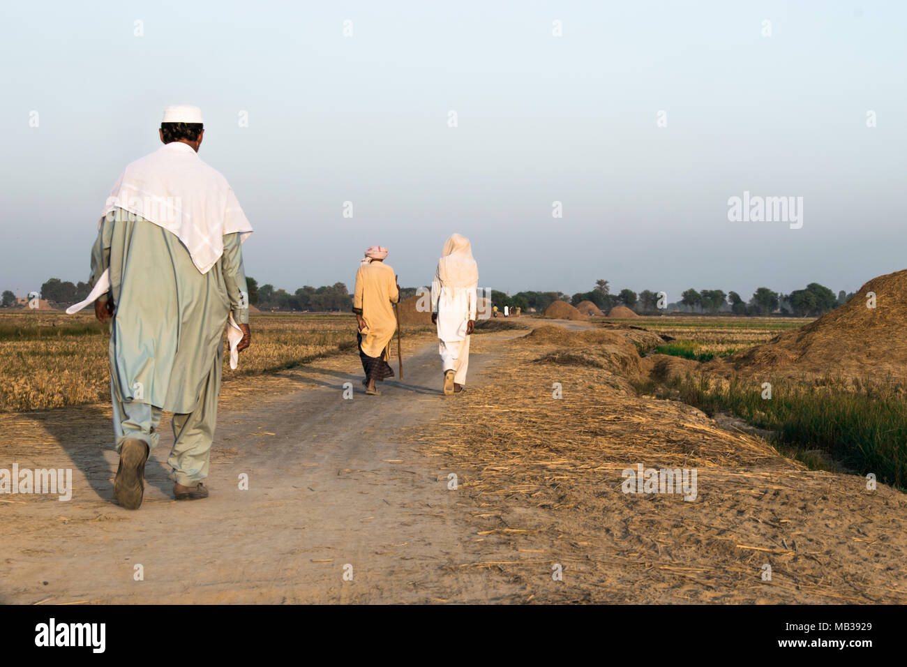 Schlechte drei Pakistanische Dorfbewohner sind auf einer Schotterstraße zwischen der Reisfelder nach der Ernte und Sie tragen Pakistanischen traditionelle Kleidung und gehen Stockfoto