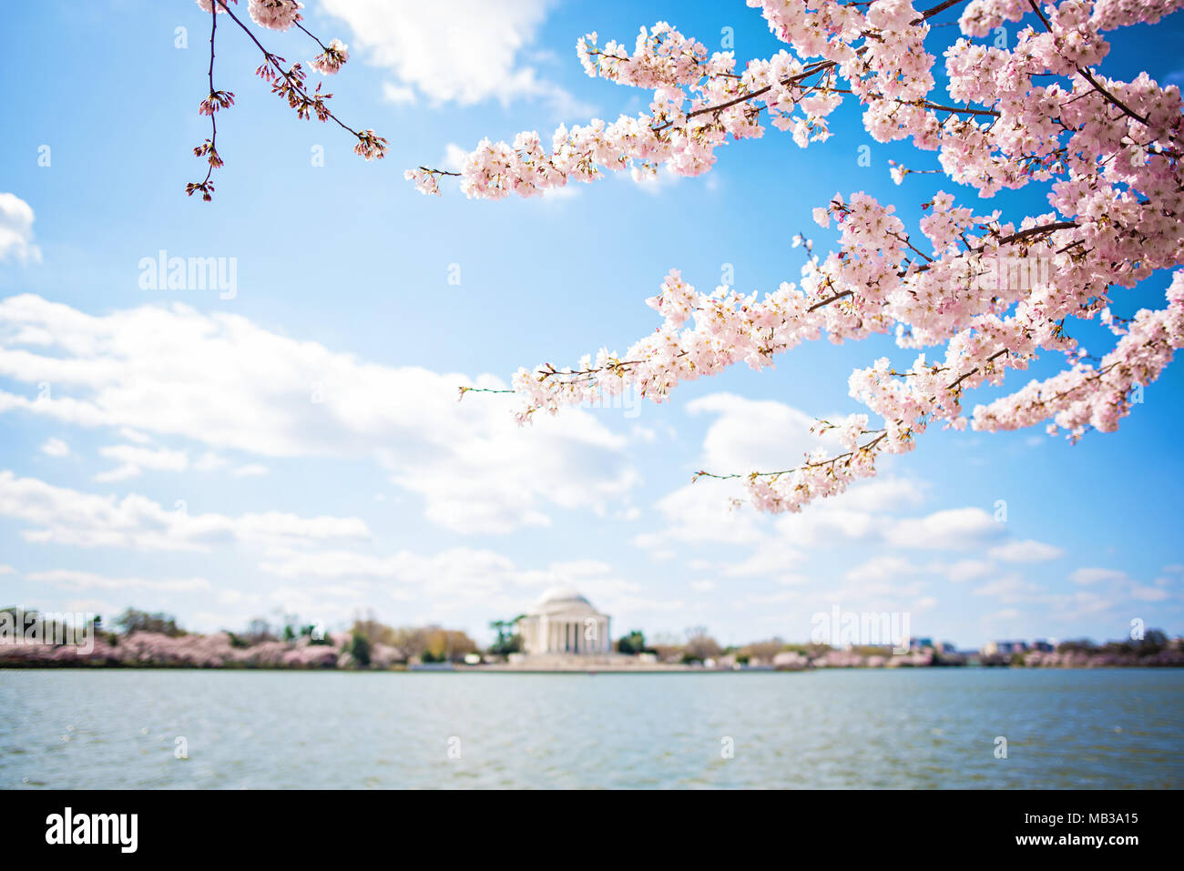 2018 Peak Cherry Blossom Blüte am Tidal Basin in Washington DC mit dem Jefferson Memorial im Hintergrund Stockfoto