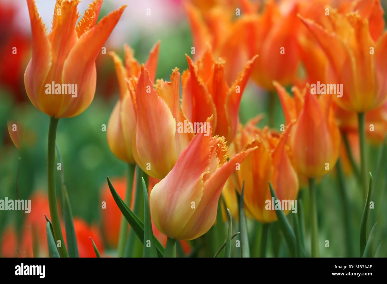 Tulpen die Nahaufnahme der Blüte. Blume hellen Hintergrund horizontal. Makro. Tulipa. Familie Liliaceae. Stockfoto