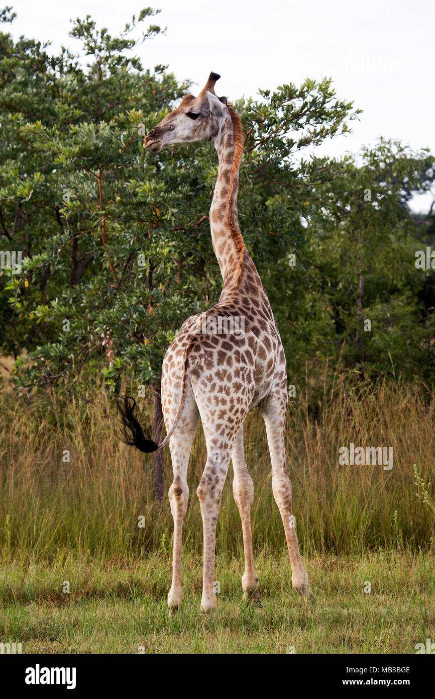 Giraffe während eines Spiels von Pamuzinda Safari Lodge in der Nähe von Harare, Simbabwe gesehen. Das Tier Wendungen seinen Hals. Stockfoto