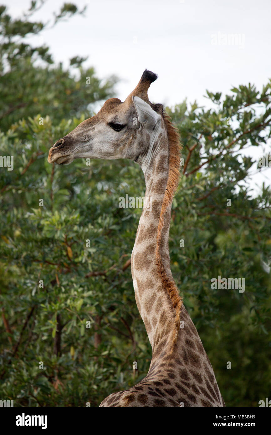 Giraffe während eines Spiels von Pamuzinda Safari Lodge in der Nähe von Harare, Simbabwe gesehen. Das Tier Wendungen seinen Hals. Stockfoto