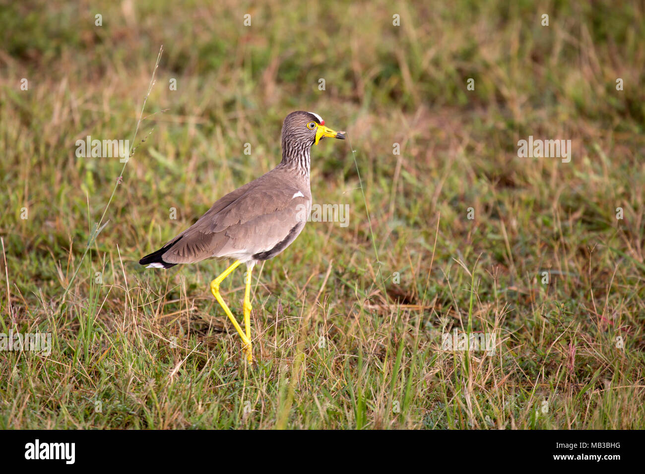 Eine afrikanische Gelbstirn-blatthühnchen Kiebitz (Vanellus senegallus) auf dem Boden in Pamuzinda Safari Lodge in der Nähe von Harare, Simbabwe. Stockfoto