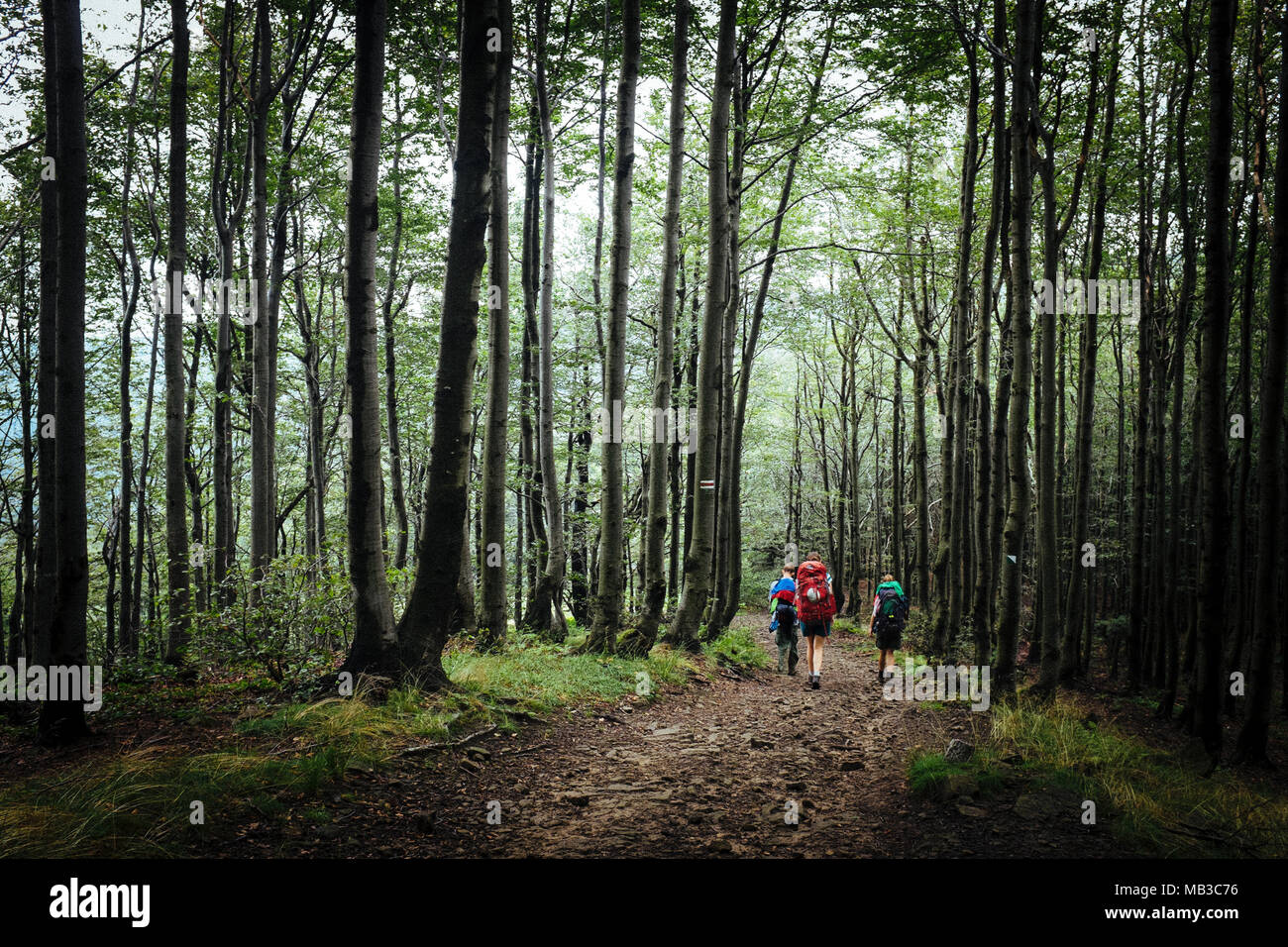 Eine Gruppe ist Wandern im Wald von Beskid Sadecki, das ist ein Berg in den westlichen Karpaten, und Teil der westlichen Beskiden, Polen. Stockfoto