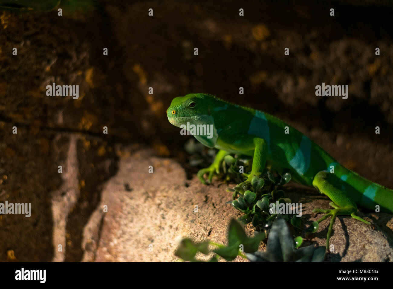 Mals Fidschi kurzkammleguan an Faunia Biopark, Madrid Stockfoto