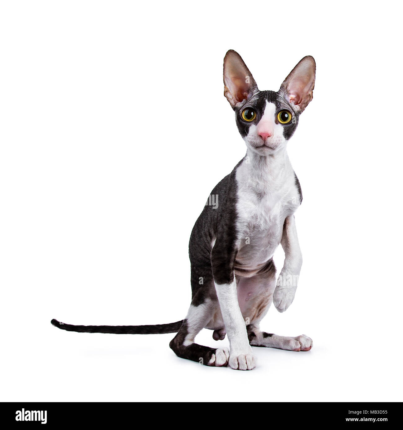 Cornish Rex Katzen/Kätzchen sitzend mit einer pfote in der Luft auf weißem Hintergrund am Objektiv Stockfoto