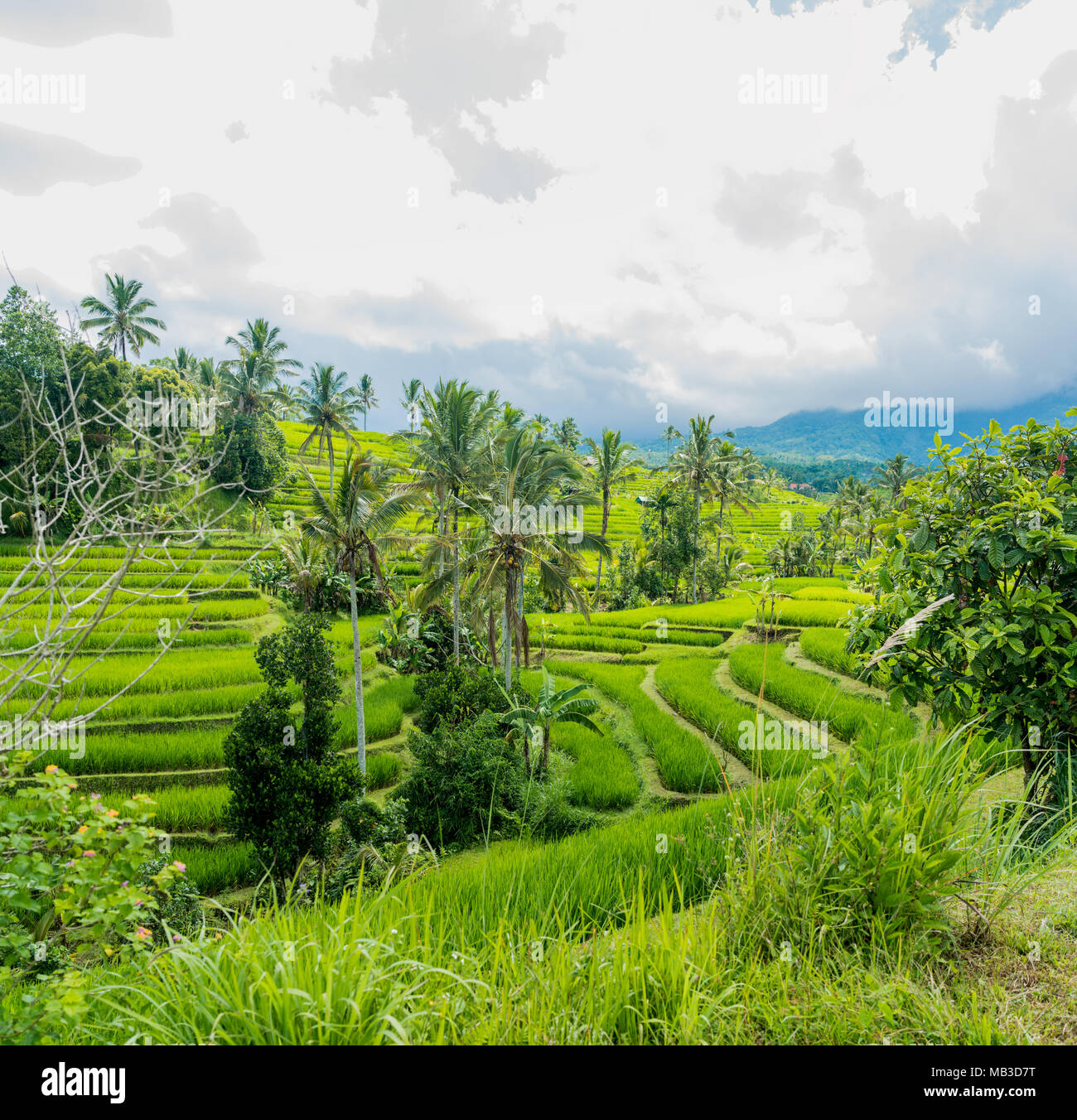Die Reisterrassen von Jatiluwih in Bali. Stockfoto