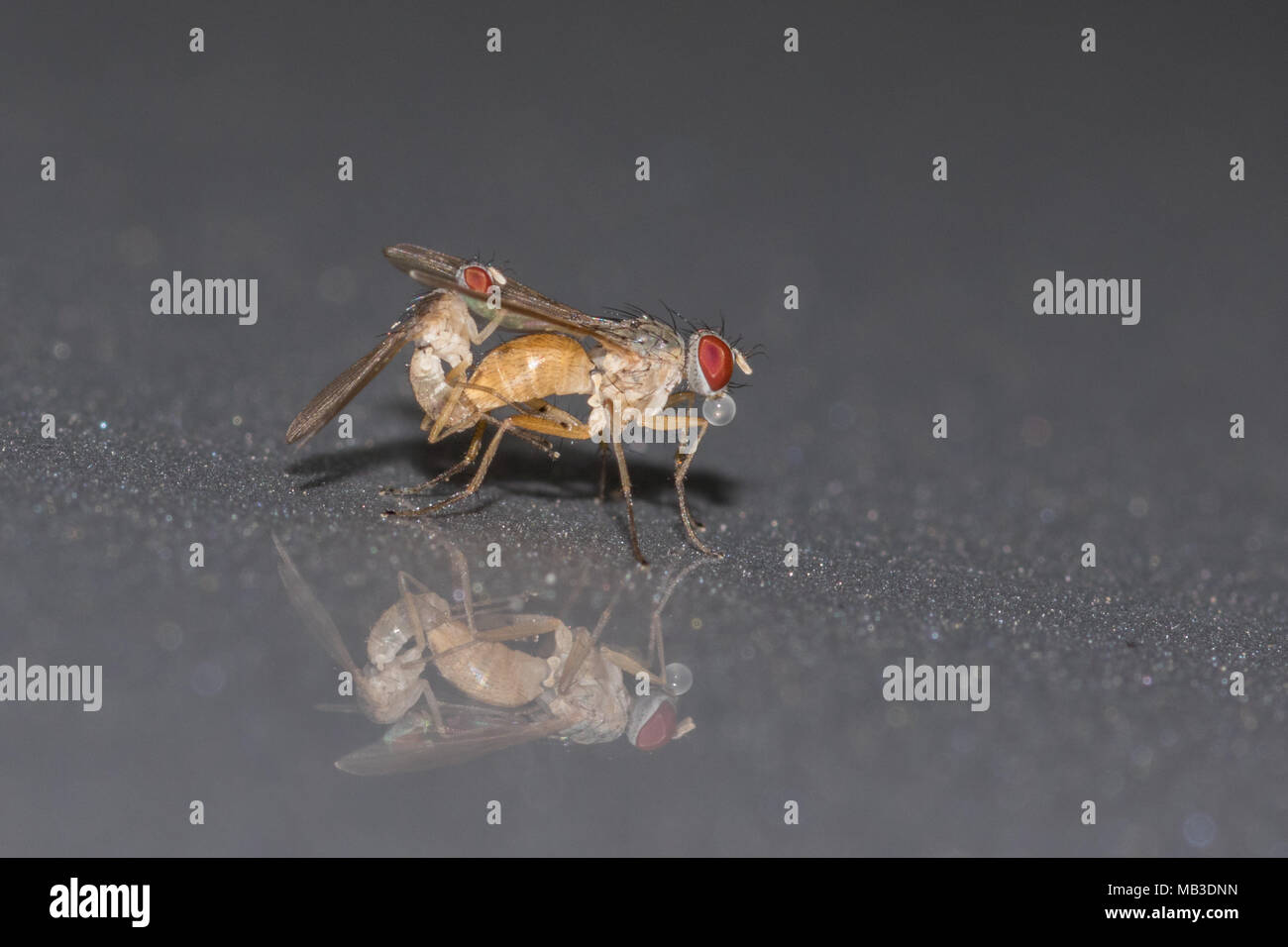 Ein paar der Paarung fliegt mit dem weiblichen weht eine Blase. Stockfoto