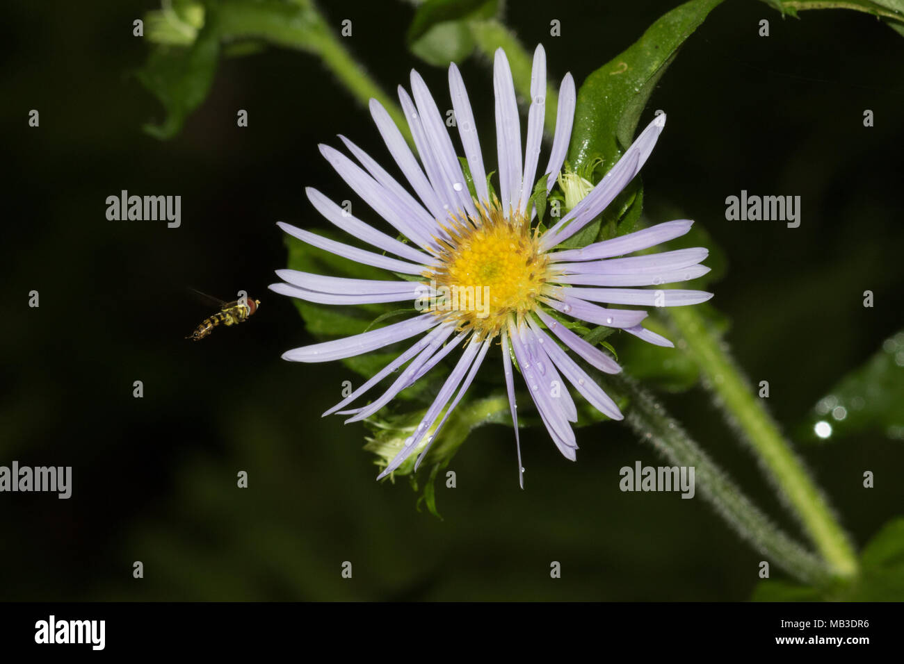 Eine kleine schweben Fliegen Besuch einer Aster blühen. Stockfoto