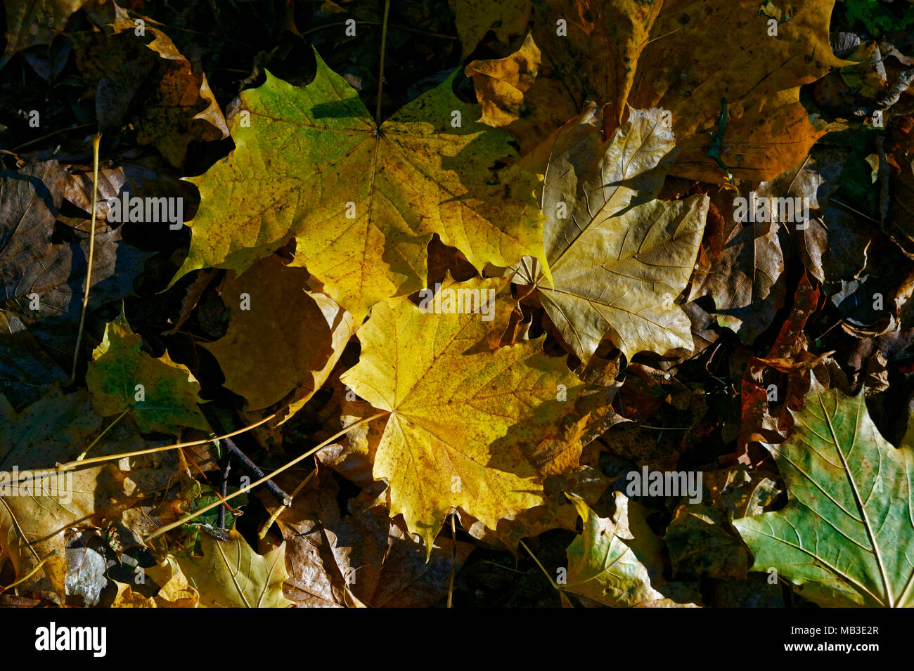 Blätter im Herbst Stockfoto