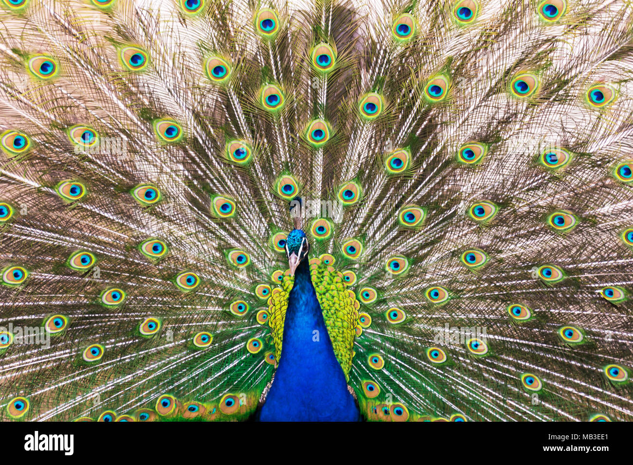 Peacock Federbeine mit bunten Federn Stockfoto