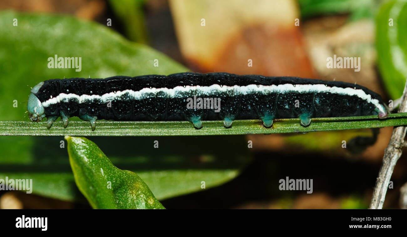 Schwarz Caterpillar (Aporophyla canescens), weiß gestreift und mit grüner Klemme Extremitäten in einer seitlichen Ansicht. Pods, pseudopods und bucal Teile visibl Stockfoto