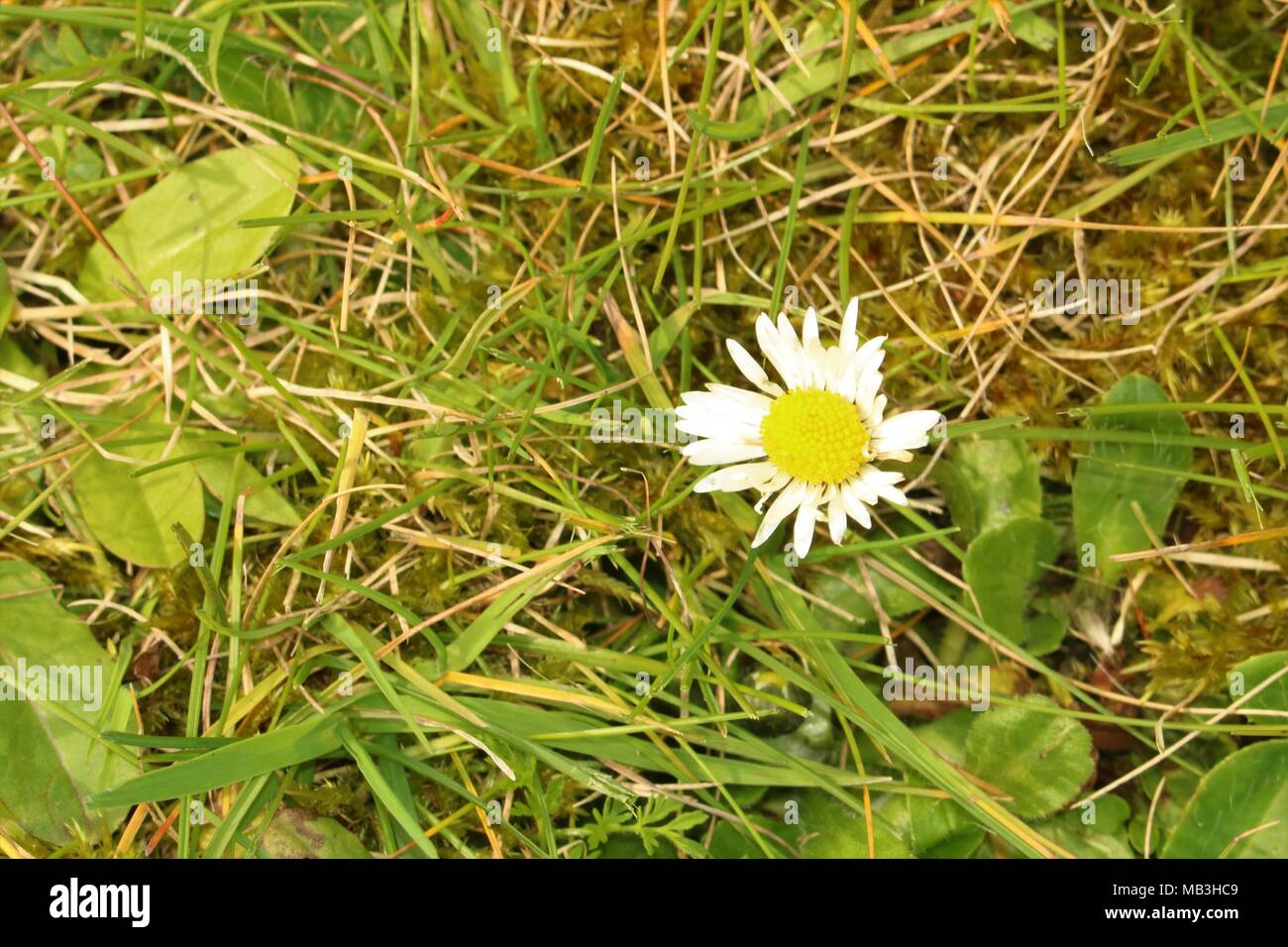 Single daisy auf dem Boden im Gras Stockfoto