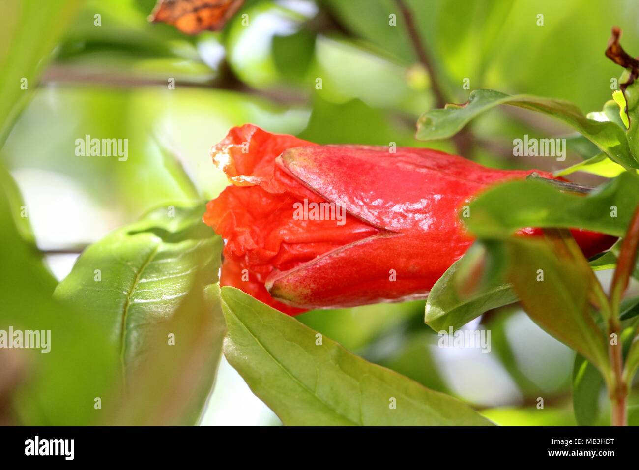 Granatapfel bud Nahaufnahme Makro Stockfoto