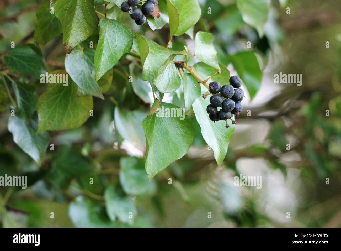 Ivy Beeren gegen einen unscharfen Hintergrund Stockfoto