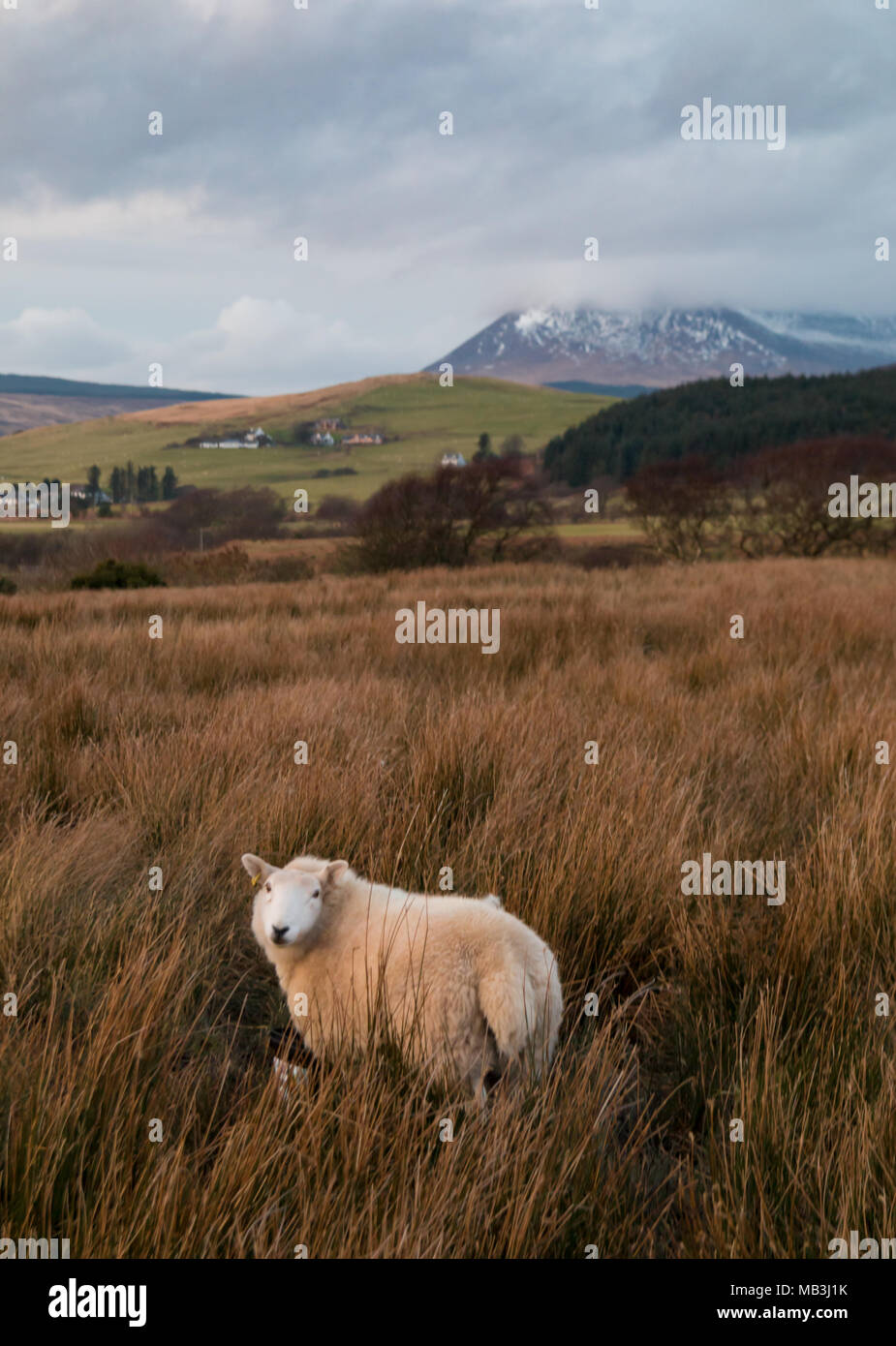 Schafe auf der Isle of Arran Stockfoto