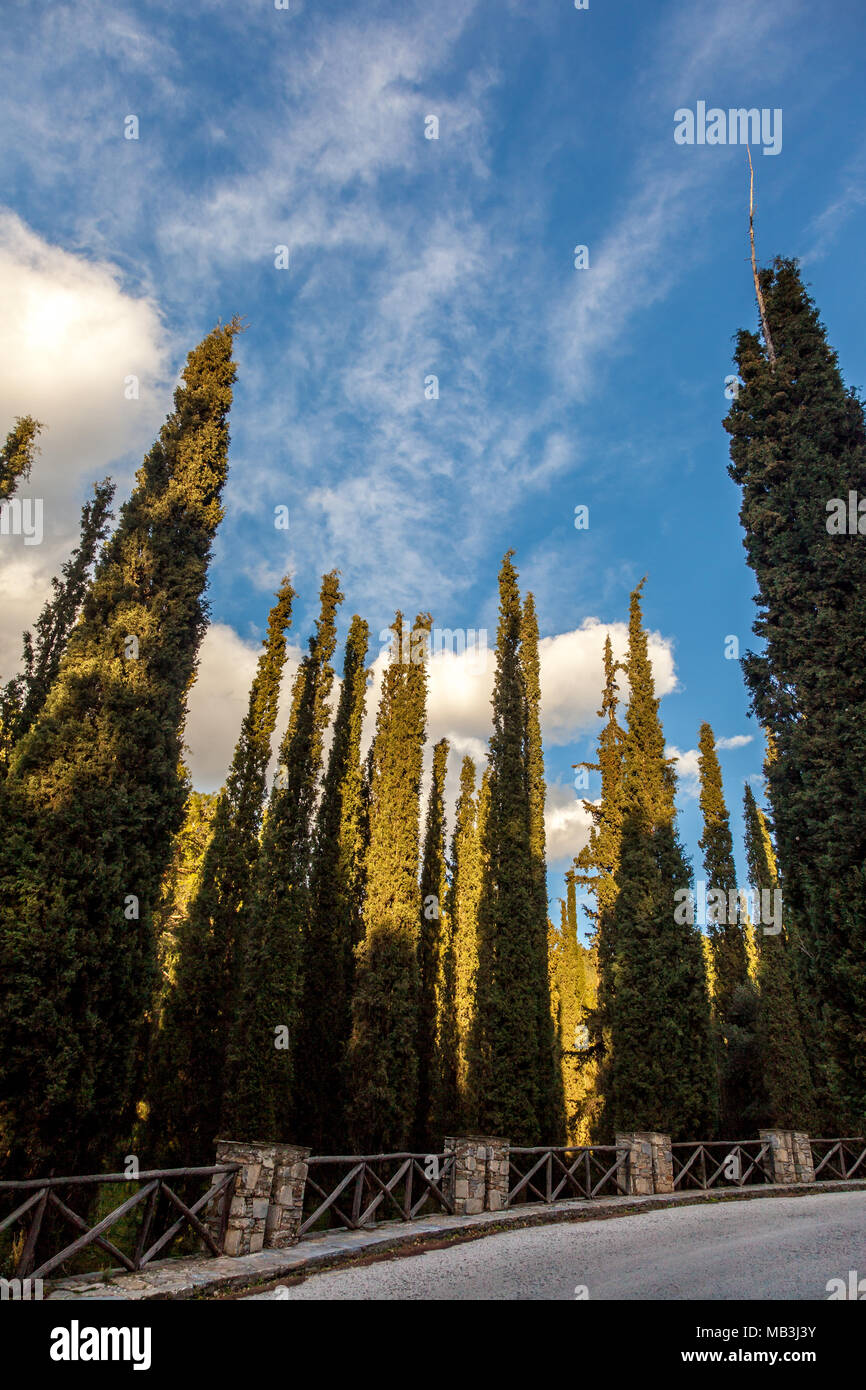 Gasse an der ästhetischen Wald von Kesariani, in Athen, Griechenland Stockfoto