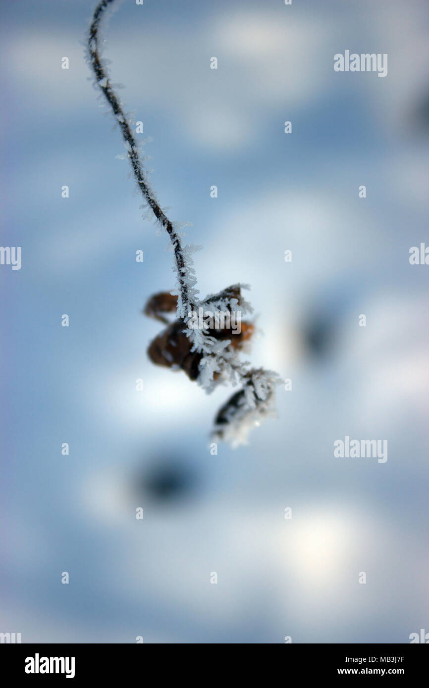 Im Hintergrund der Schnee. Im Vordergrund Zweig mit Raureif. Stockfoto