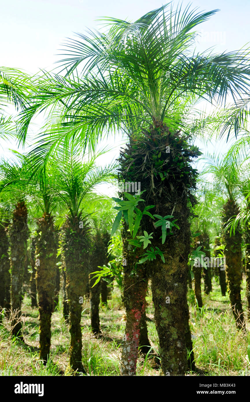 Eine Palme Pflanze wächst in Costa Rica Stockfoto