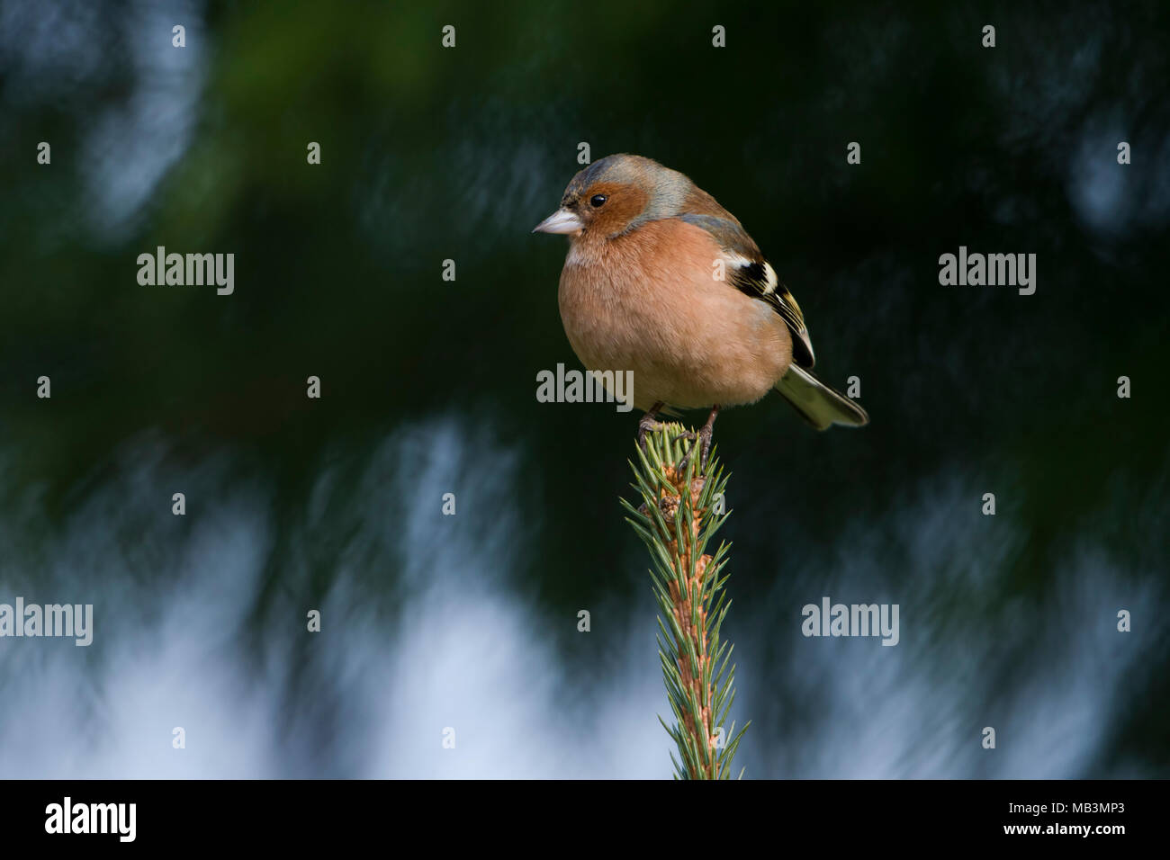 Ein männlicher gemeinsame Buchfink (Fringilla coelebs) oben auf dem Tannenbaum, Kildary thront. Schottland. Großbritannien Stockfoto