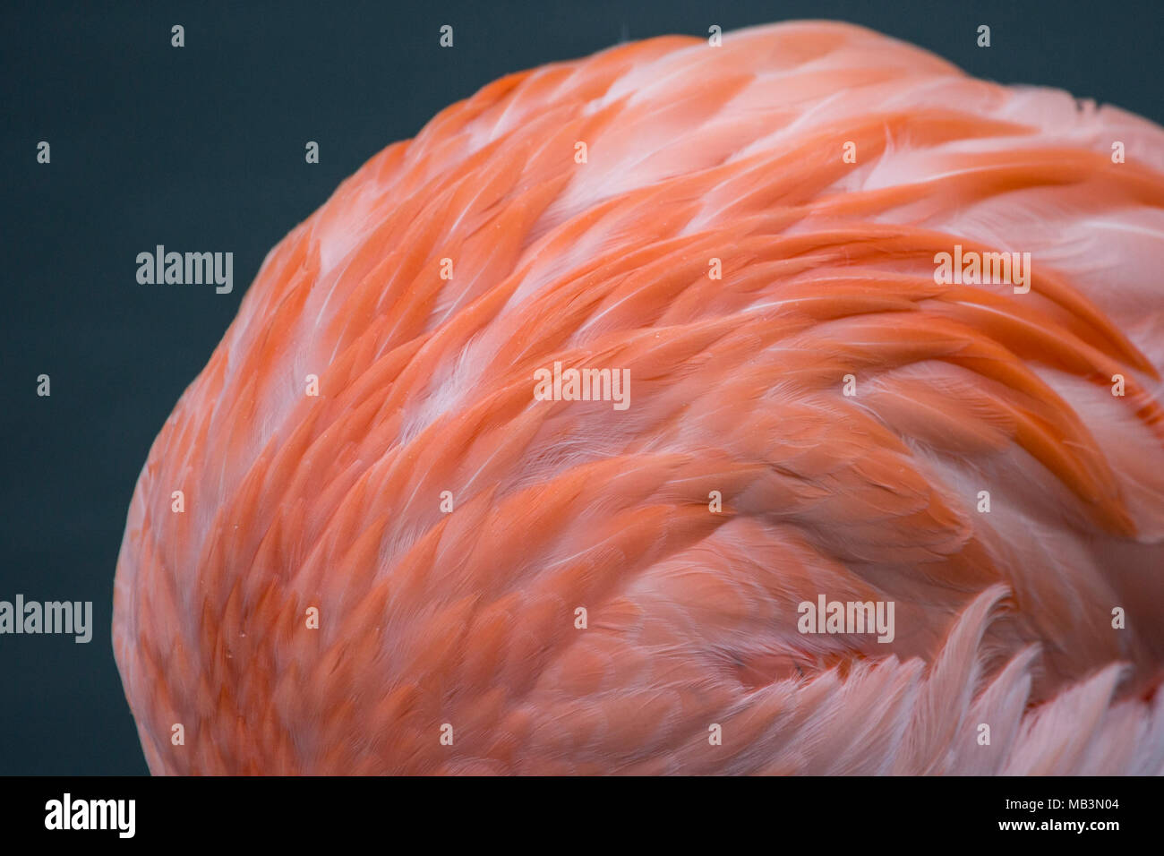 Detail von rosa Flamingo Federn Stockfoto