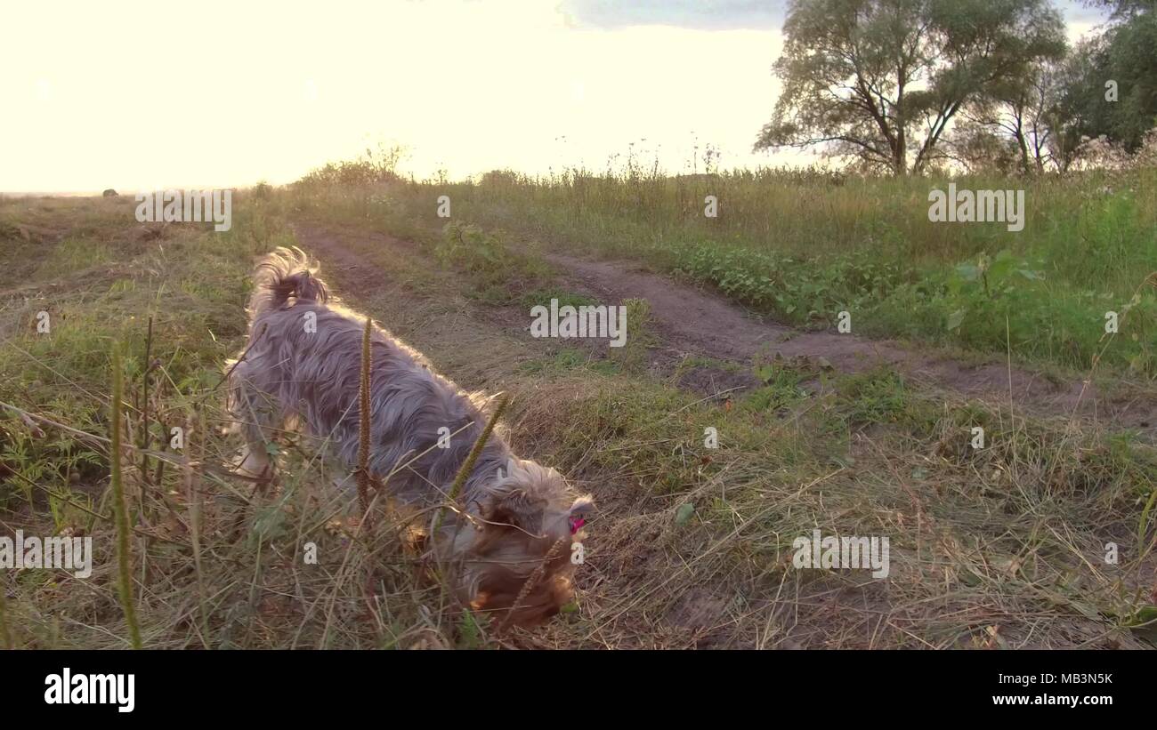 Yorkshire Terrier der Hund ist das Gras essen wird in der Natur steadicam Schuß Motion Video behandelt Stockfoto